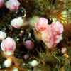 daalcyoniumhibernicum