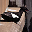 phblackguillemot