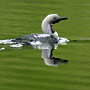 phblackthroateddiver