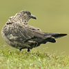 phbonxie