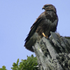 phbuzzard