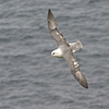 phfulmar