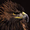 phgoldeneagle
