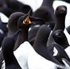 phguillemot