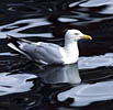 phherringgull