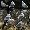 phkittiwake