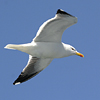 phlesserblackbackedgull
