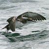 phmanxshearwater