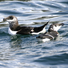 phrazorbill