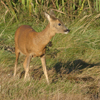 phroedeer