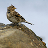 phtwite