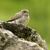 phwheatearjuv