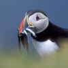 puffin100
